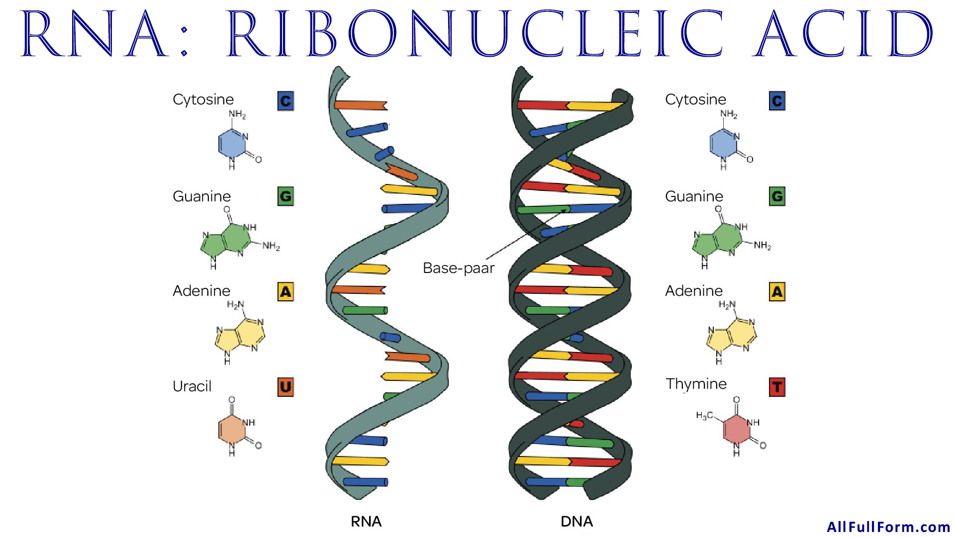 DNA Vs RNA Introduction And Differences Between DNA And RNA, 41% OFF