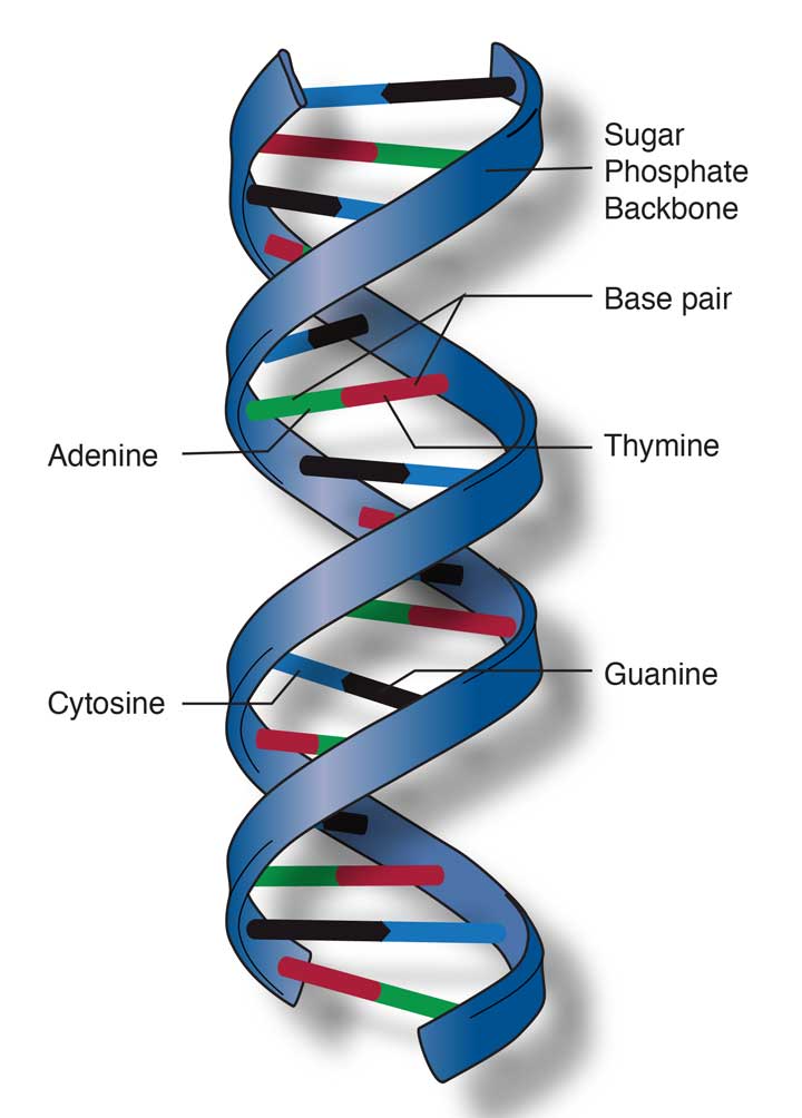 DNA